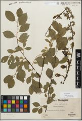 Foto von Salix myrsinifolia Salisb.